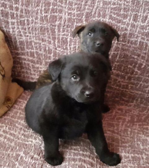 Darujem 6 týždňové šteniatka labradorky