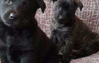 Darujem 6 týždňové šteniatka labradorky