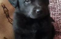 Darujem 6 týždňové šteniatka labradorky