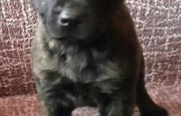 Darujem 6 týždňové šteniatka labradorky