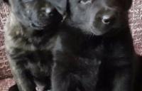 Darujem 6 týždňové šteniatka labradorky