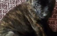 Darujem 6 týždňové šteniatka labradorky