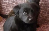 Darujem 6 týždňové šteniatka labradorky