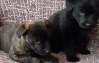 Darujem 6 týždňové šteniatka labradorky