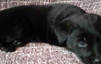 Darujem 6 týždňové šteniatka labradorky