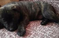 Darujem 6 týždňové šteniatka labradorky
