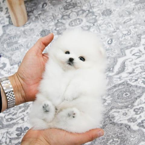 Pomeranian špic - míní bílé